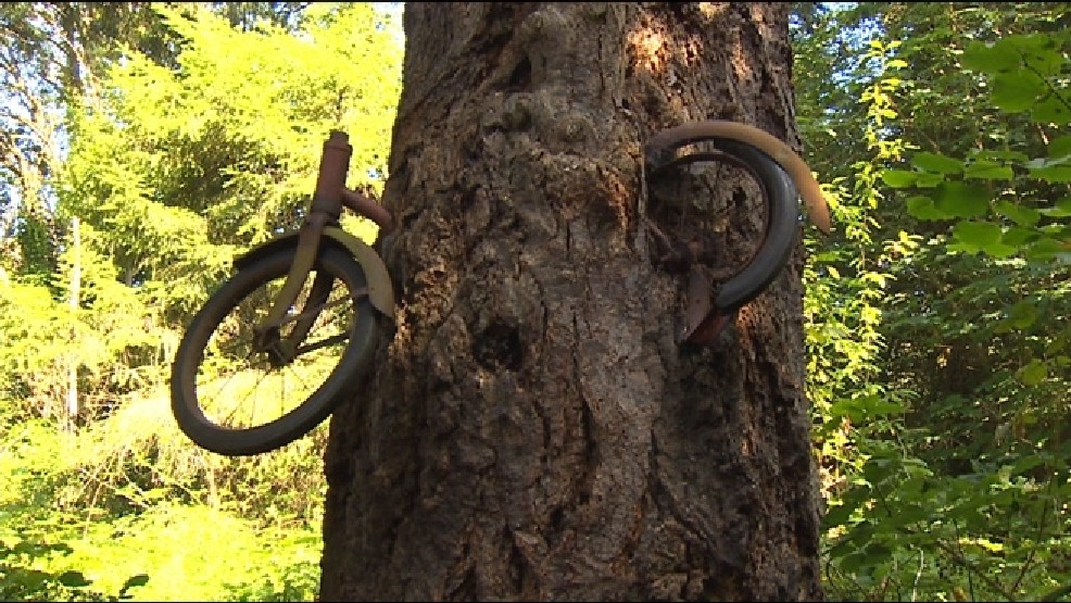 Tree growing around bicycle